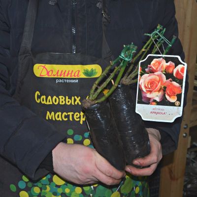 Роза Априкола Роза Априкола фото