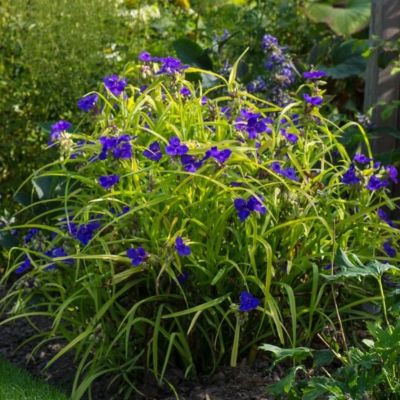 Традесканция Свит Кейт Традесканция Свит Кейт - Dolina-Sad.Ru