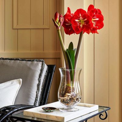 Амариллис Династия Амариллис Династия фото