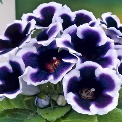 Глоксиния Аванти синяя с белым краем фото