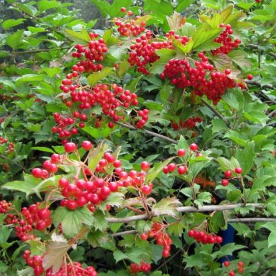 Калина Таежные Рубины Калина Таежные Рубины фото