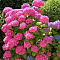 Гортензия крупнолистная Стайл Пинк фото