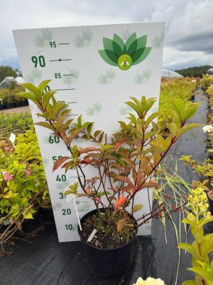 Гортензия метельчатая Мартинвас, С7,5 - Dolina-Sad.Ru