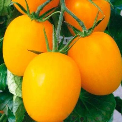 Томат Де барао золотой Уд. с. Томат Де барао золотой Уд. с. - Dolina-Sad.Ru