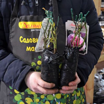 Роза Лавендер Айс - Dolina-Sad.Ru