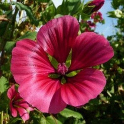 Малопа Пурпурея Малопа Пурпурея фото