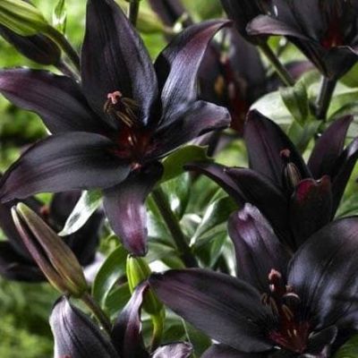 Лилия Ландини Лилия Ландини фото