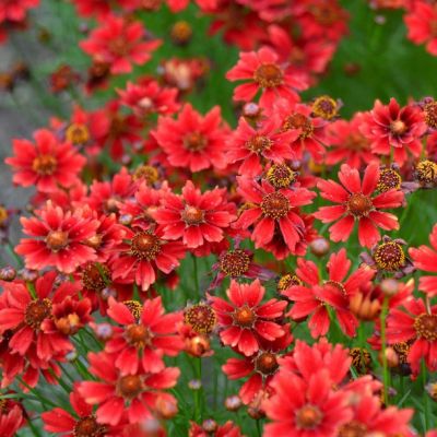 Кореопсис Черри Пай , x Кореопсис Черри Пай , x фото