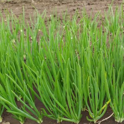 ЛУК НА ЗЕЛЕНЬ САЛАТНЫЙ ЛУК НА ЗЕЛЕНЬ САЛАТНЫЙ - Dolina-Sad.Ru