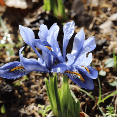 Ирис Кантаб фото