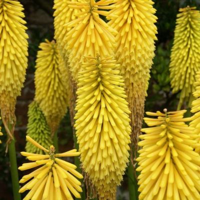 Книфофия Министр Вершуур - Dolina-Sad.Ru