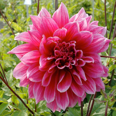 Георгина Эмори Паул Георгина Эмори Паул фото