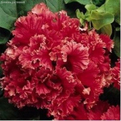 Петуния Валентайн F1 махровая крупноцветковая гранул. фото