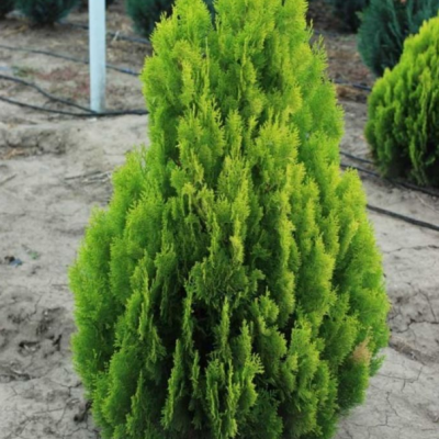 Туя восточная Пирамидалис Ауреа Туя восточная Пирамидалис Ауреа фото