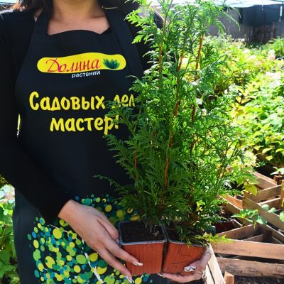 Туя складчатая Гельдерлэнд Туя складчатая Гельдерлэнд - Dolina-Sad.Ru