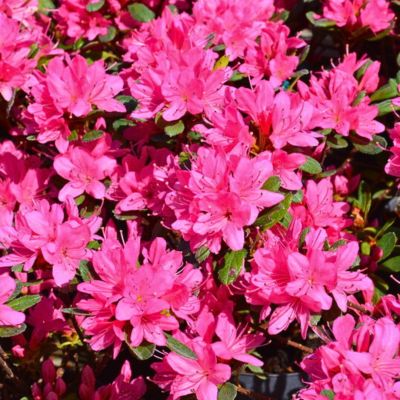 Рододендрон японский Гейша Пинк Рододендрон японский Гейша Пинк - Dolina-Sad.Ru
