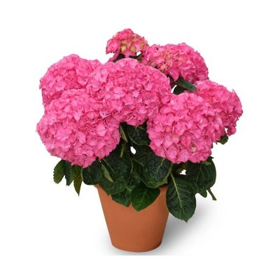 Гортензия крупнолистная Нунки - Dolina-Sad.Ru