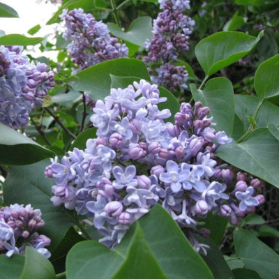 Сирень обыкновенная Президент Греви Сирень обыкновенная Президент Греви фото