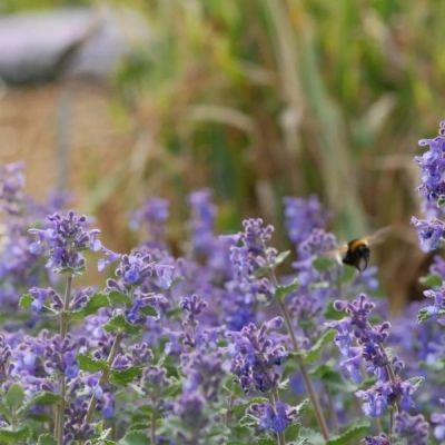 Котовник кистевидный Суперба Котовник кистевидный Суперба - Dolina-Sad.Ru
