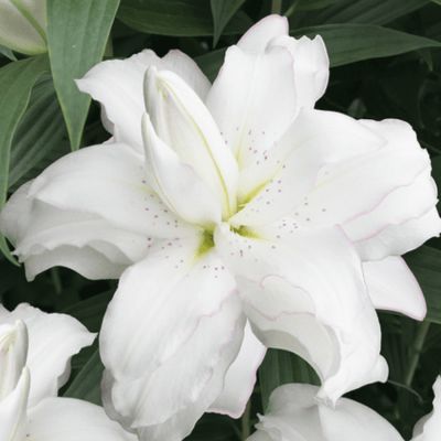 Лилия Лотус Бьюти Лилия Лотус Бьюти - Dolina-Sad.Ru