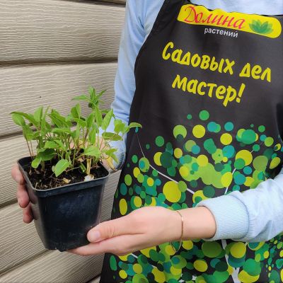 Колокольчик скученный Суперба Колокольчик скученный Суперба фото