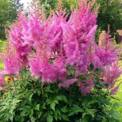 Набор растений - 2 шт. Набор растений - 2 шт. фото