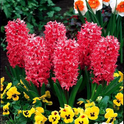 Гиацинт РЕД МЭДЖИК Гиацинт РЕД МЭДЖИК фото