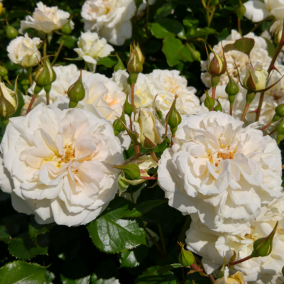 Роза Петтикоат Роза Петтикоат фото