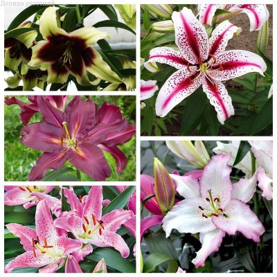 Восточный Микс фото