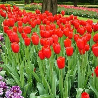 Тюльпан Скай Хай Скарлет Тюльпан Скай Хай Скарлет фото