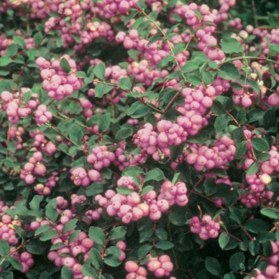 Снежноягодник Аметист фото