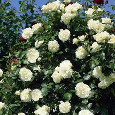 Роза Шневалцер - Dolina-Sad.Ru