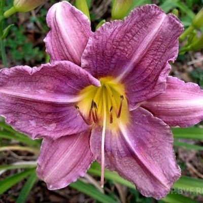 Лилейник Прейри Блу Айс Лилейник Прейри Блу Айс фото