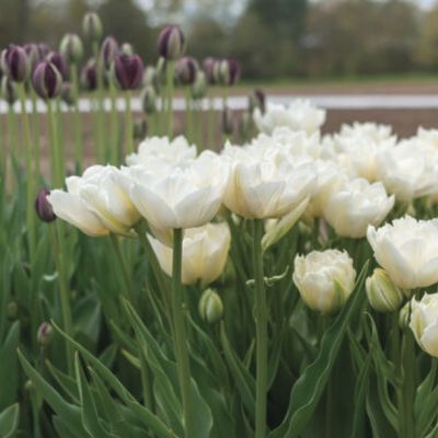 Тюльпан Мондиал Тюльпан Мондиал - Dolina-Sad.Ru