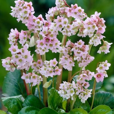 Бадан Беби Долл Бадан Беби Долл - Dolina-Sad.Ru