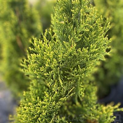Туя западная Брайт Смарагд - Dolina-Sad.Ru