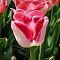 Тюльпан Дримшип Тюльпан Дримшип фото