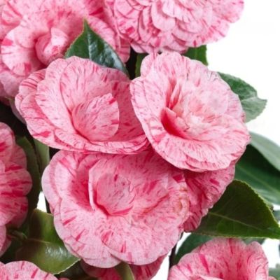 Камелия японская Вильям Бартлетт - Dolina-Sad.Ru