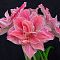 Амариллис Свит Нимф фото