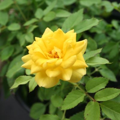 Роза Йеллоу Долл Роза Йеллоу Долл - Dolina-Sad.Ru