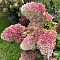 Гортензия метельчатая Краса Лесково, С2 - Dolina-Sad.Ru