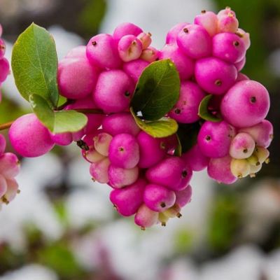 Снежноягодник Хэнкок, С1,5 Снежноягодник Хэнкок, С1,5 - Dolina-Sad.Ru