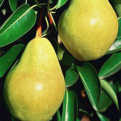 Груша Бере Зимняя (Мичурина) Груша Бере Зимняя (Мичурина) - Dolina-Sad.Ru