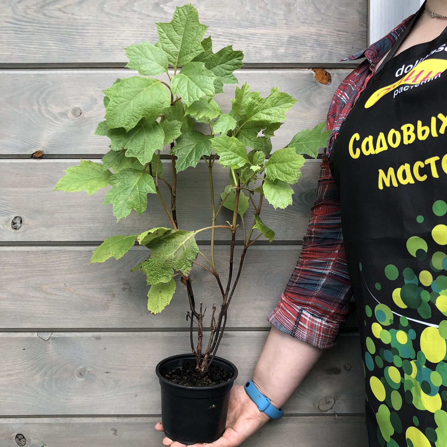 Гортензия дуболистная Гармония Гортензия дуболистная Гармония фото