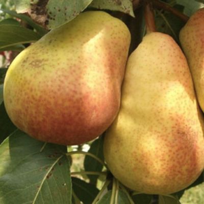 Груша Вильямс Груша Вильямс - Dolina-Sad.Ru