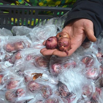 Гладиолус Колор Клаб Гладиолус Колор Клаб фото