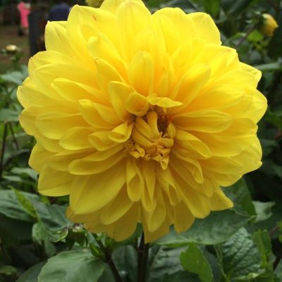 Георгина Йеллоу Хевен Георгина Йеллоу Хевен - Dolina-Sad.Ru