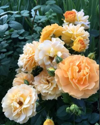 Роза Гольдэльзе - Dolina-Sad.Ru