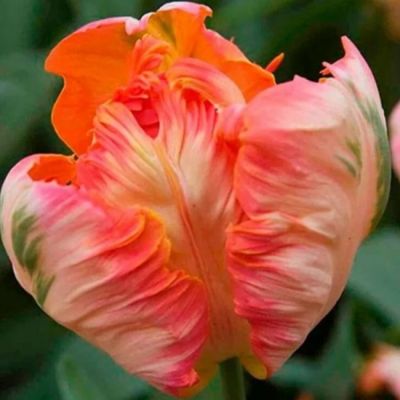 Тюльпан Эприкот Пэррот Тюльпан Эприкот Пэррот фото