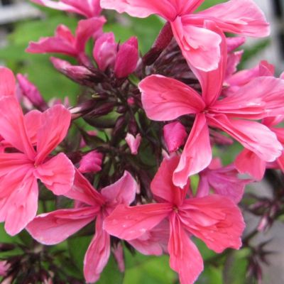 Флокс метельчатый Клеопатра Флокс метельчатый Клеопатра - Dolina-Sad.Ru